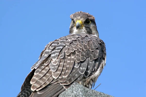 Scenic View Beautiful Falcon Nature — Stock Photo, Image