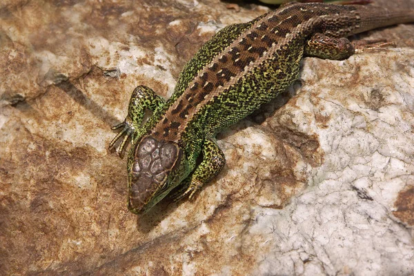 Primer Plano Lagarto Hábitat Concepto Salvajismo —  Fotos de Stock