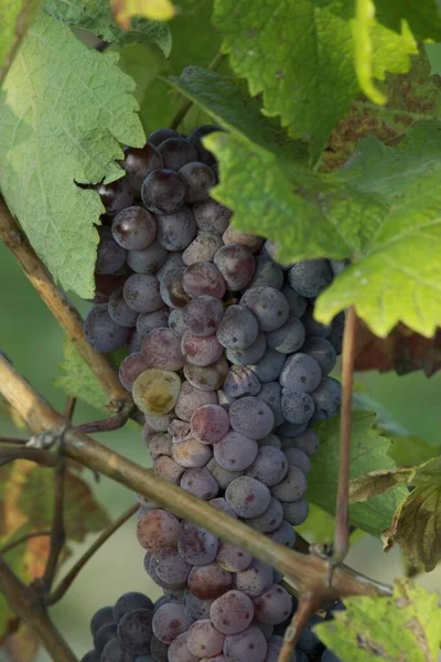 Uvas Vermelhas Piemonte — Fotografia de Stock