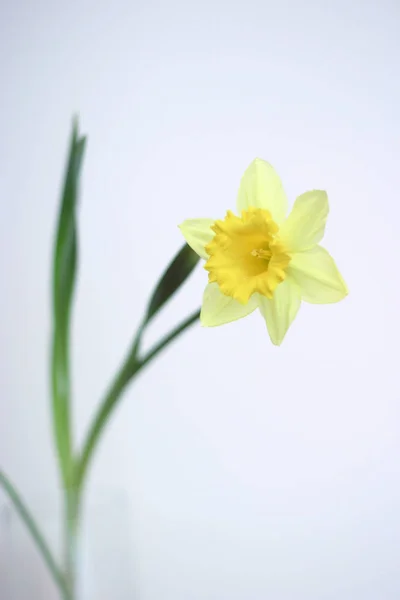 Narciso Petali Fiori Primaverili Flora — Foto Stock