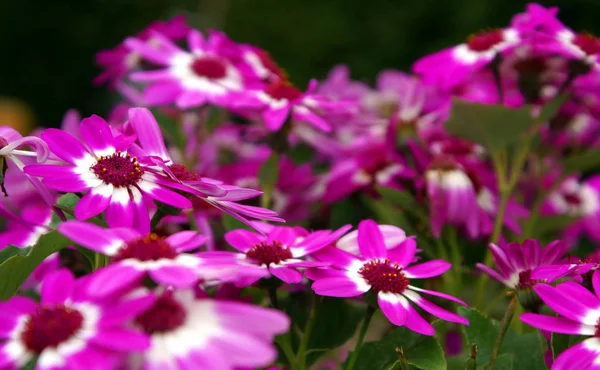 Floral Botany Flowers Petals — Stock Photo, Image