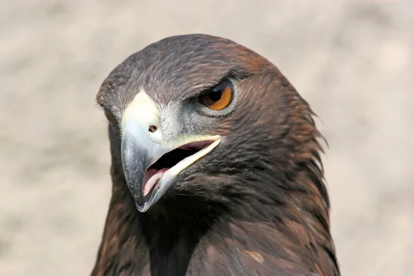 Falconry Grövre Feldberg Hesse — Stockfoto