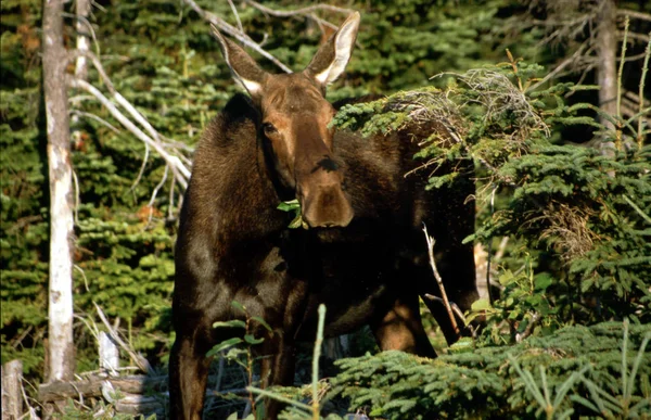 Eekhoorn Eland Newfoundland Oost Canada — Stockfoto