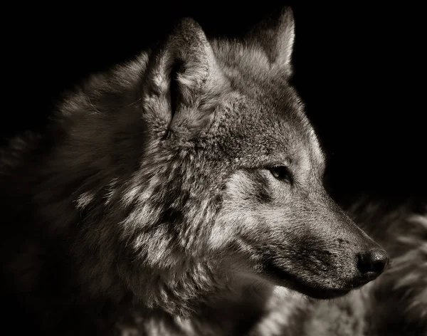 自然界のオオカミや捕食者 — ストック写真