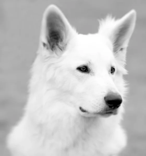Bílý Švýcarský Ovčák Pes — Stock fotografie
