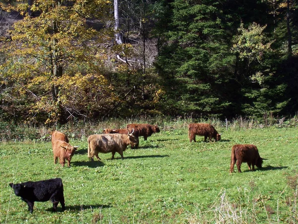 Cattle Meadow Thuringia — Stock Photo, Image