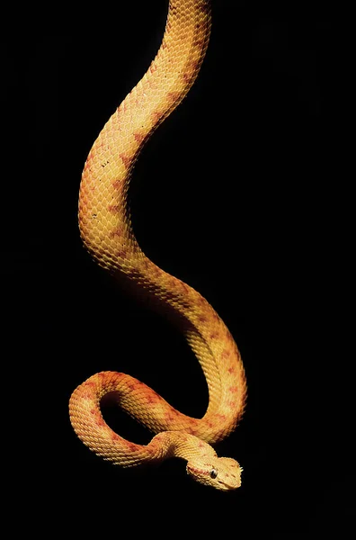 Φίδι Ζωικός Κόσμος Δέρμα Φιδιού — Φωτογραφία Αρχείου