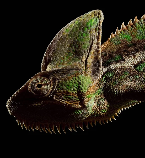 Chameleonské Zvíře Tropický Ještěří Plaz — Stock fotografie