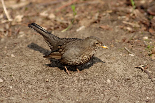 Schilderachtig Uitzicht Prachtige Vogel Natuur — Stockfoto