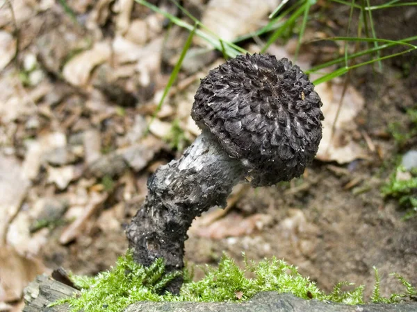 Growing Mushrooms Forest Nature Background — Stock Photo, Image