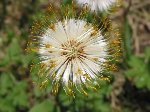 Nahaufnahme Von Natürlichen Löwenzahn Blume — Stockfoto