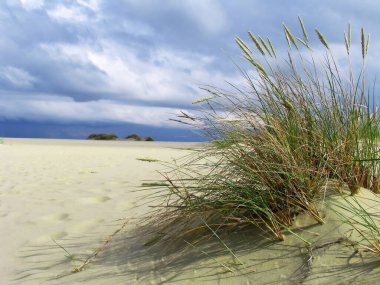 tussock in the sand clipart