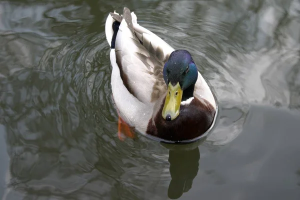 Plan Pittoresque Oiseau Dans Scène Extérieure — Photo