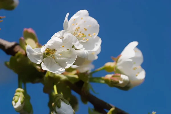 Körsbärsträd Med Blommor Våren — Stockfoto