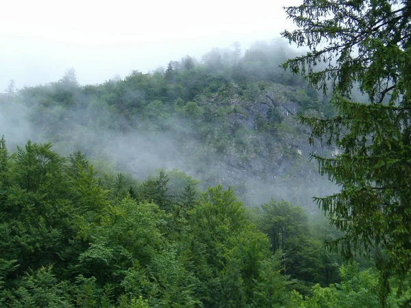 Nevoeiro Floresta — Fotografia de Stock