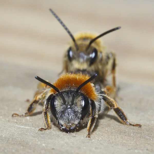 ミツバチは後ろから繁殖し — ストック写真