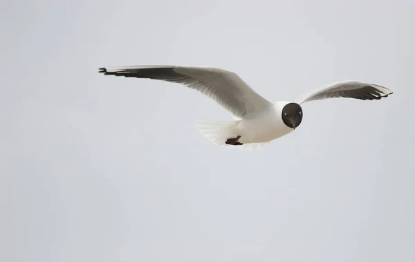 Vacker Utsikt Över Vacker Söt Mås Fågel — Stockfoto