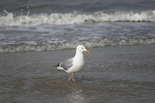 Aussichtsreiche Aussicht Auf Schöne Vögel Der Natur — Stockfoto