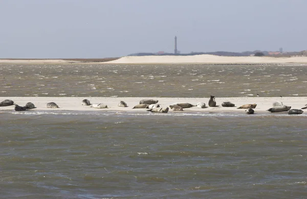 Mewy Plaży Zimie — Zdjęcie stockowe