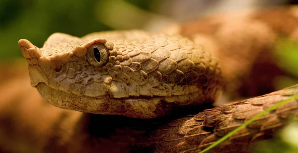 Wildlife Scene Beautiful Nature — Stock Photo, Image