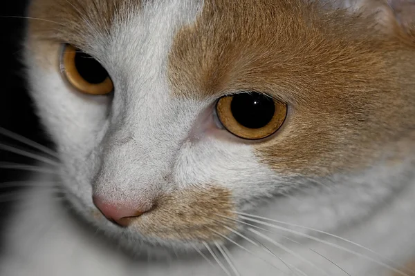 Χρονος Γάτος Μας Σάμι Έπρεπε Υπηρετήσει Μοντέλο Μάθημα Της Οξύτητας — Φωτογραφία Αρχείου