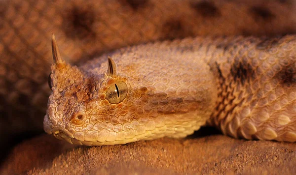 Cobra Perigosa Animal Víbora — Fotografia de Stock