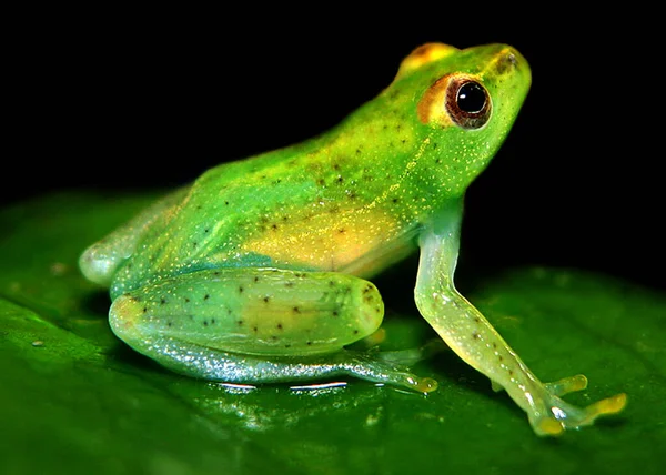 Amfibisch Dier Wilde Kikker — Stockfoto