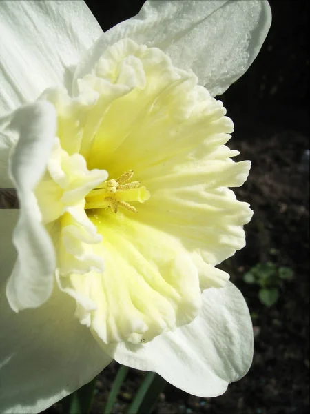 Daffodils Flores Pétalos Flora —  Fotos de Stock