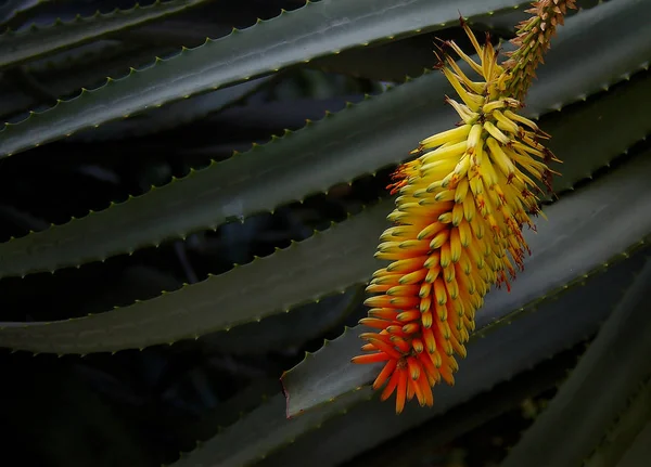 Plantă Tropicală Aloe Vera — Fotografie, imagine de stoc