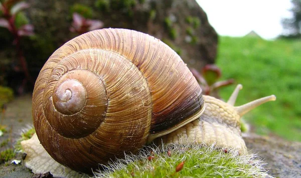 Spirála Měkkýš Mušle — Stock fotografie