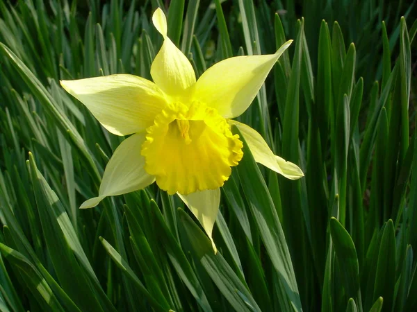 Vacker Vårblomma Påsklilja Narcissus — Stockfoto