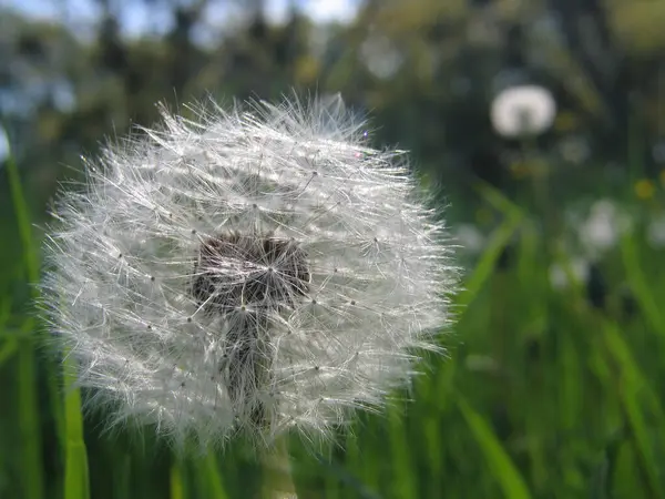 Close Uitzicht Natuurlijke Paardebloem — Stockfoto