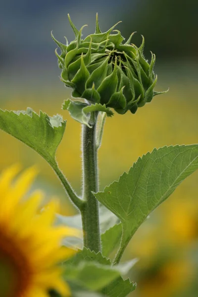 Girasol Vista Cerca —  Fotos de Stock