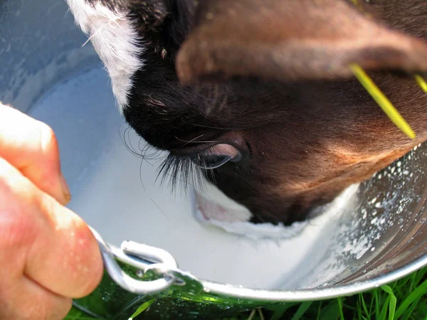 Young Animals Selective Focus — Stock Photo, Image