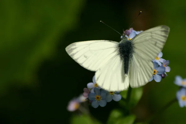 Papillon Sur Forget — Photo
