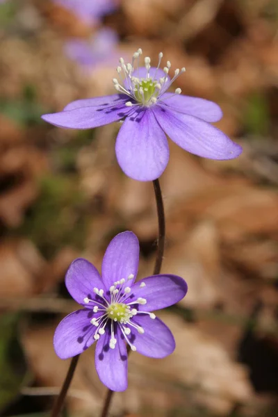 Szenische Ansicht Der Flora Wilden Wäldern — Stockfoto