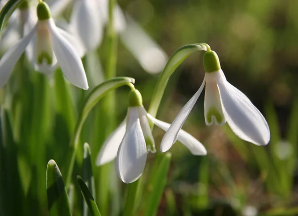 White Spring Snowdrop Flowers Flora — Stock Photo, Image