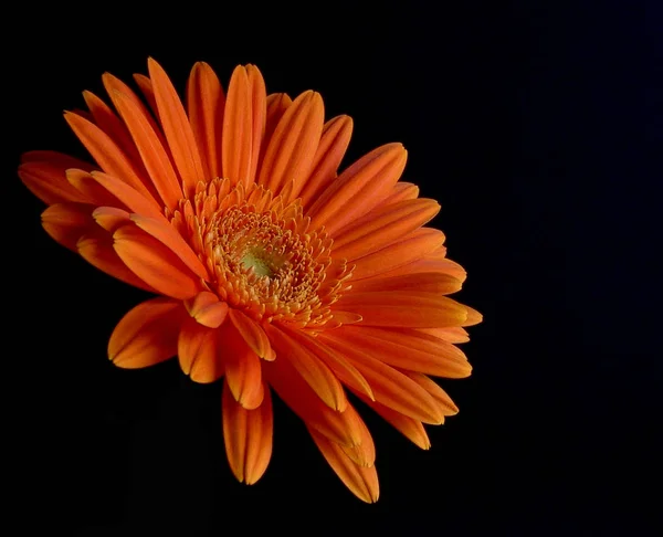 Gerbera Płatki Kwiatów Kwitnące — Zdjęcie stockowe