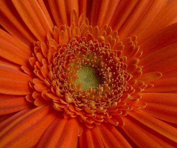 Oranžová Gerbera Detail — Stock fotografie