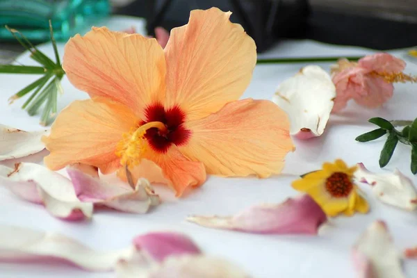 Beautiful Pink Flowers Wooden Table — Stock Photo, Image