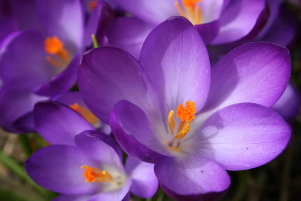 Crocus Virágzó Virágok Természetben Növény — Stock Fotó