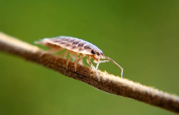 Közelkép Bug Vad Természet — Stock Fotó