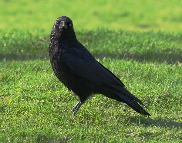 Raaf Lijkt Naar Knipogen — Stockfoto