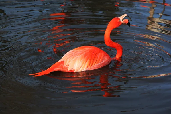 Flamingo Doğal Kuş Arkaplanı — Stok fotoğraf