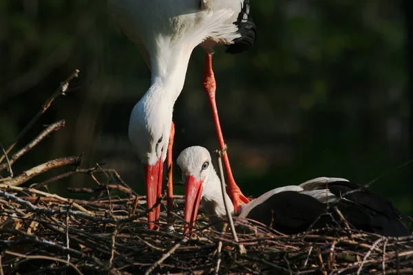 Störche Langbeiniger Langhalsiger Watvogel — Stockfoto