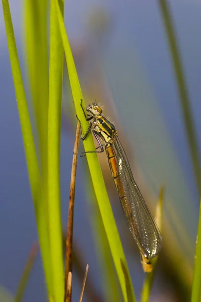 Hurra Flyger Igen — Stockfoto