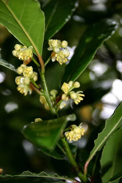 Botánica Floral Pétalos Flores —  Fotos de Stock