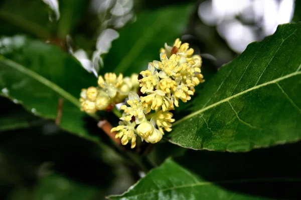 Schöne Blumen Blumiges Konzept Hintergrund — Stockfoto