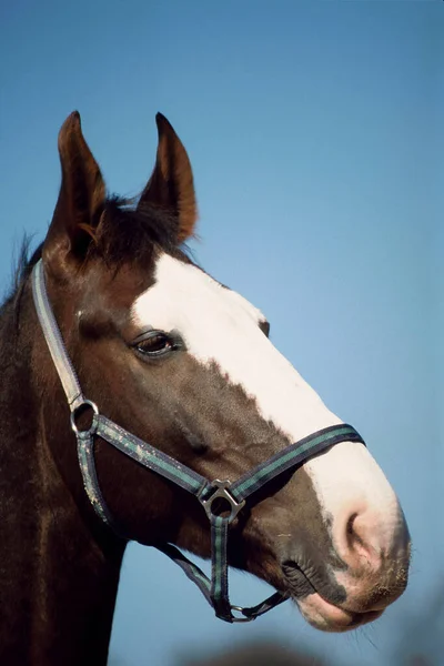 Schattig Paard Wilde Natuur — Stockfoto