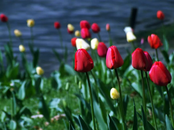 Printemps Éveil Fleur Tulipe — Photo